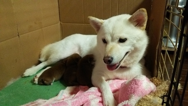 f:id:rupito0218:20200518132517j:plain