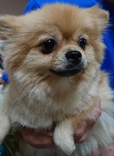 f:id:rupito0218:20200522203405j:plain