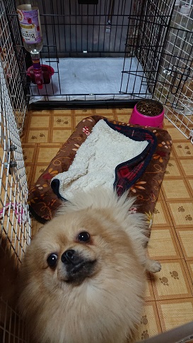 f:id:rupito0218:20200522204438j:plain