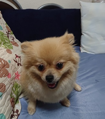 f:id:rupito0218:20200522204536j:plain