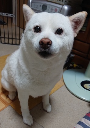 f:id:rupito0218:20200612204129j:plain