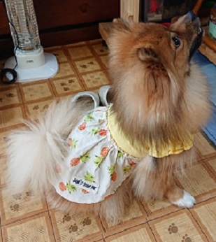 f:id:rupito0218:20200702131854j:plain