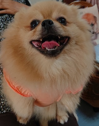 f:id:rupito0218:20200702135033j:plain