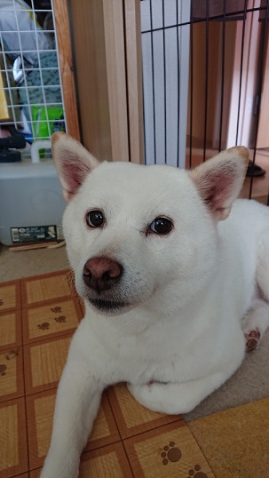 f:id:rupito0218:20200702140224j:plain