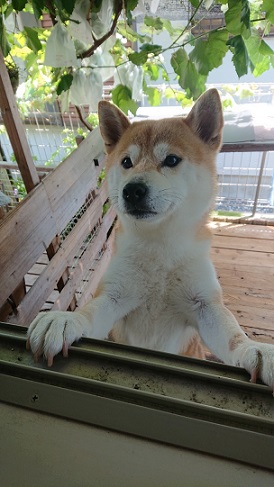 f:id:rupito0218:20200702140249j:plain