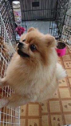 f:id:rupito0218:20200702140306j:plain