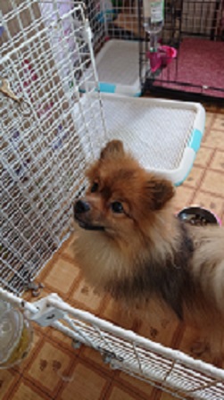 f:id:rupito0218:20200702140347j:plain