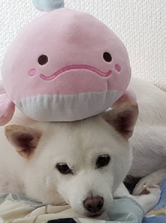 f:id:rupito0218:20200803180538j:plain