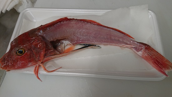 f:id:rupito0218:20200821195844j:plain