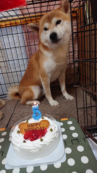 f:id:rupito0218:20200904191116j:plain