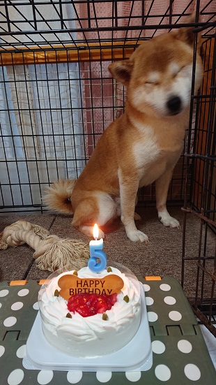 f:id:rupito0218:20200904191206j:plain