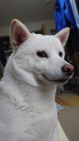 f:id:rupito0218:20201102160304j:plain