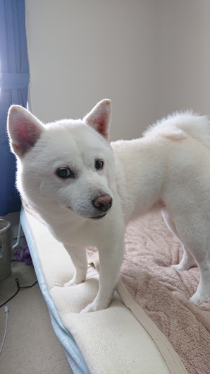 f:id:rupito0218:20201102160526j:plain