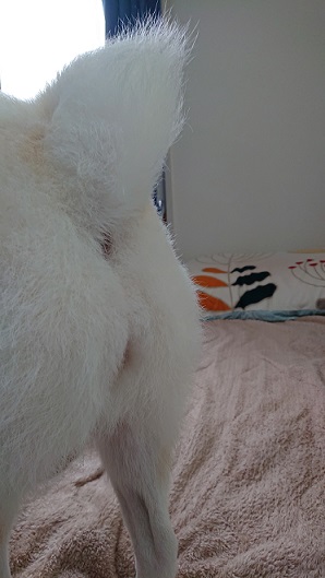 f:id:rupito0218:20201102160749j:plain