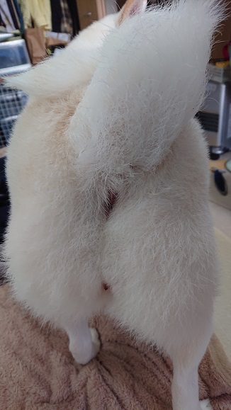 f:id:rupito0218:20201102160809j:plain