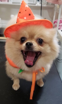 f:id:rupito0218:20201102161327j:plain