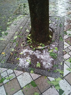 f:id:ruriharimenou:20220606234343j:image f:id:ruriharimenou:20220606234343j:image