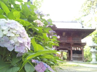 f:id:ruriharimenou:20220614004655j:image f:id:ruriharimenou:20220614004655j:image