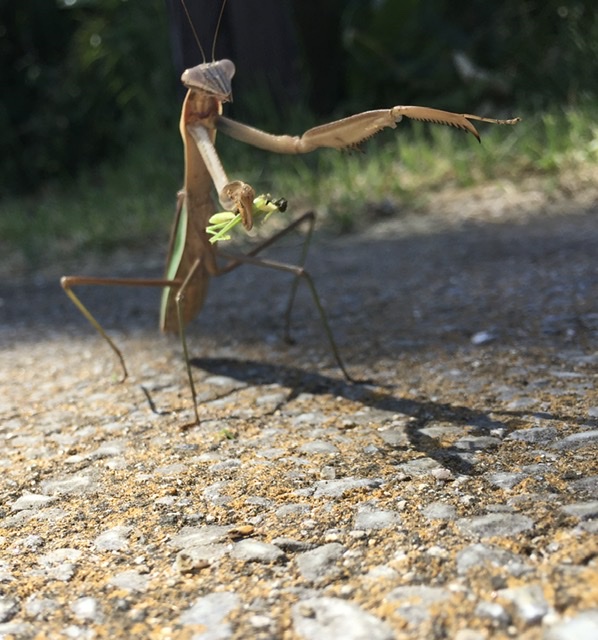 ある晴れた日 食事中のカマキリに出会った 日刊ruro