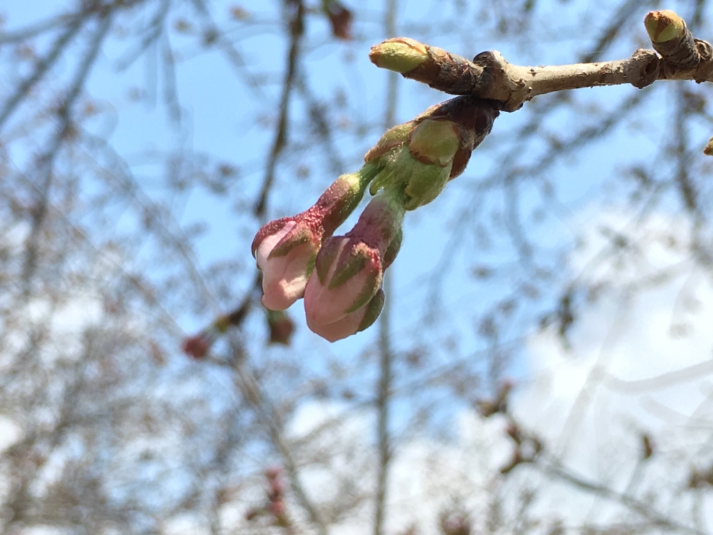 f:id:rurufuchu:20170328202640j:plain f:id:rurufuchu:20170328202640j:plain