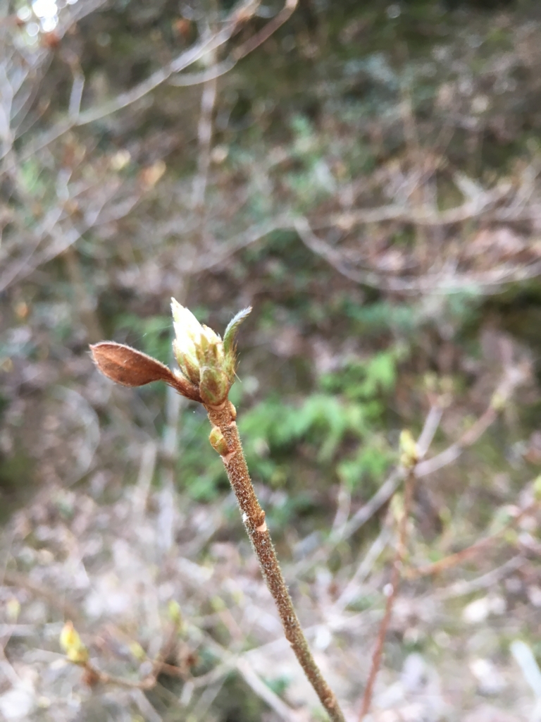 f:id:rurufuchu:20170329215401j:plain f:id:rurufuchu:20170329215401j:plain