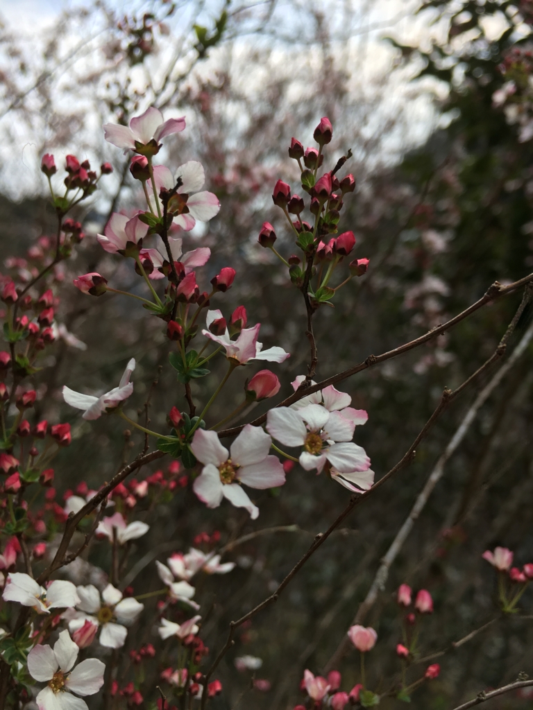 f:id:rurufuchu:20170329215645j:plain f:id:rurufuchu:20170329215645j:plain