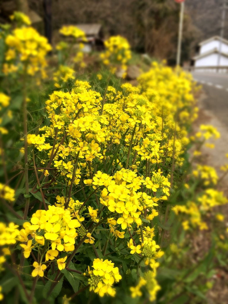 f:id:rurufuchu:20170329220225j:plain f:id:rurufuchu:20170329220225j:plain