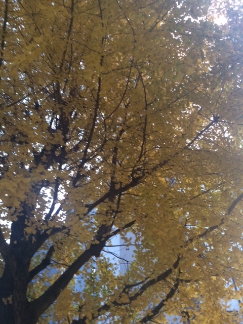 f:id:rururjp2:20200325023916j:plain