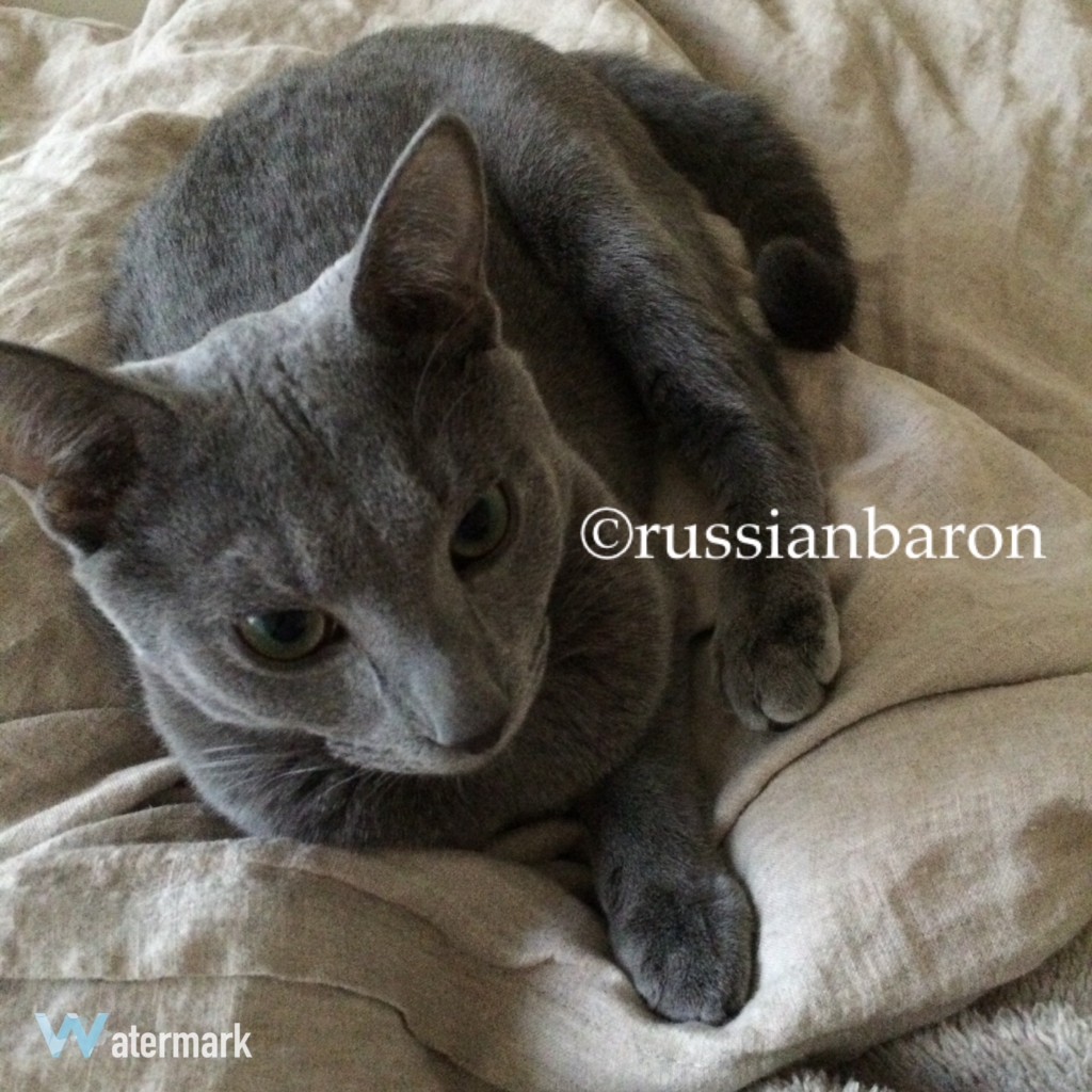 f:id:russianbaron:20170219155817j:plain f:id:russianbaron:20170219155817j:plain
