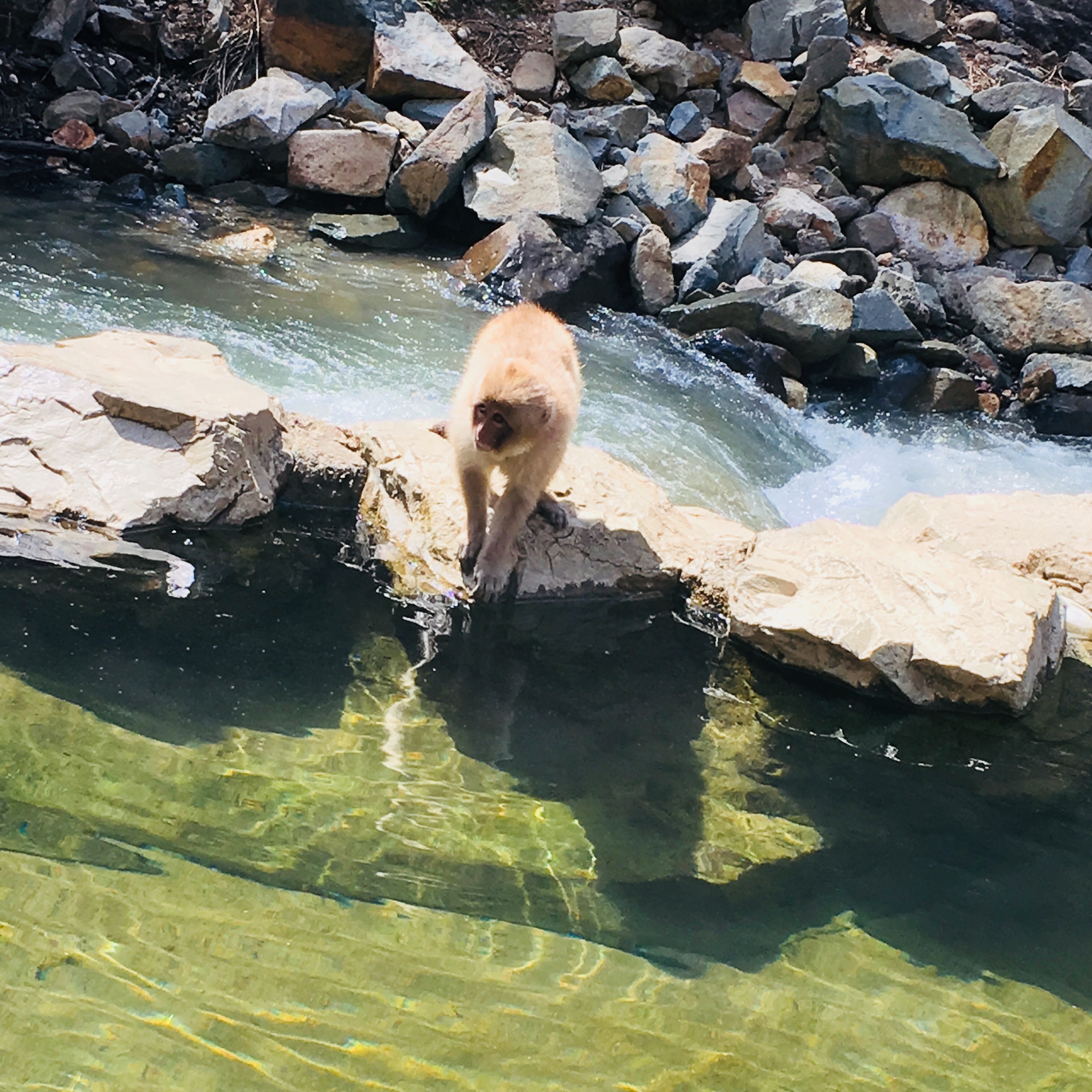 f:id:russianblue39:20180523004156j:image
