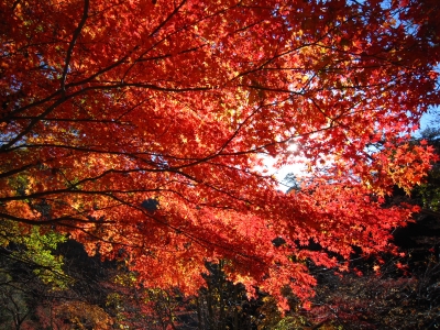 f:id:rust-rush:20121118163154j:image