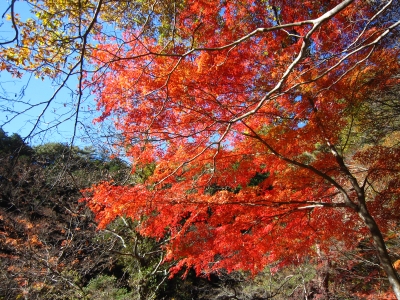 f:id:rust-rush:20121118163155j:image