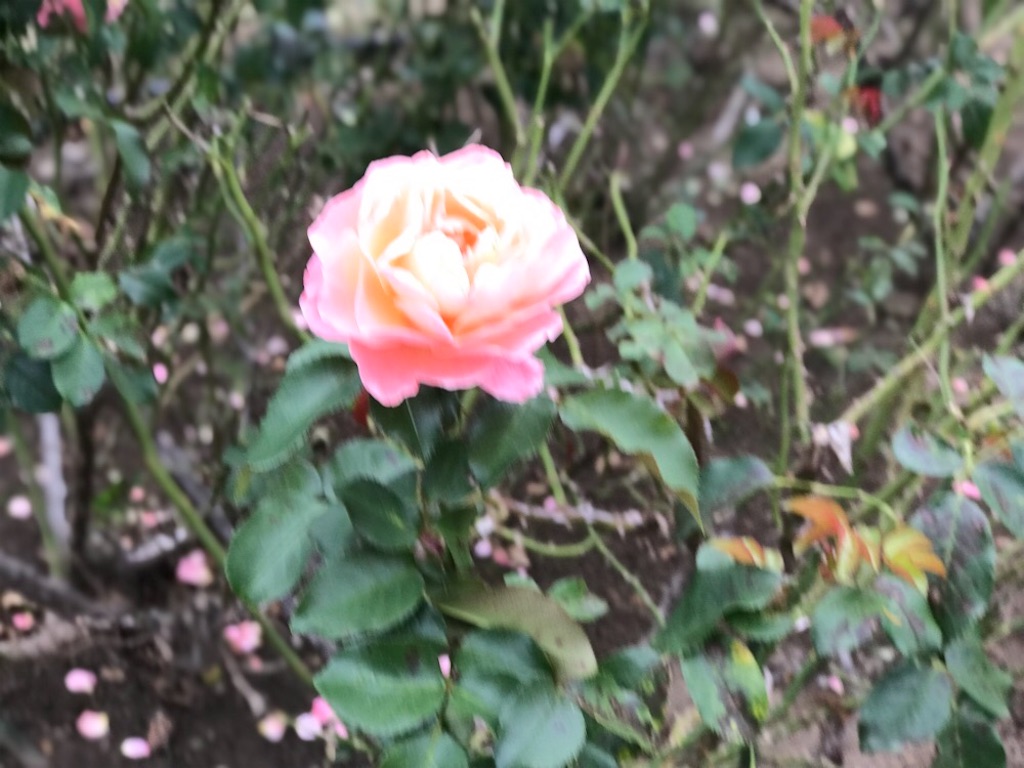 f:id:ruuch:20231015181546j:image