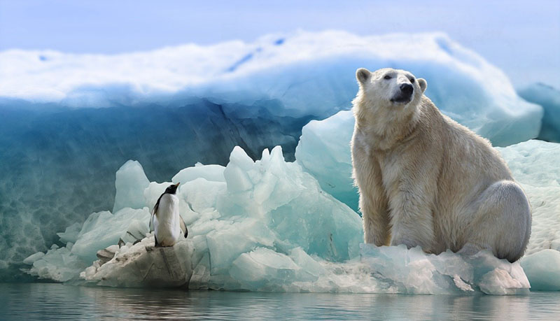 シロクマを見つめるペンギンとさらに何かを見つめるシロクマ