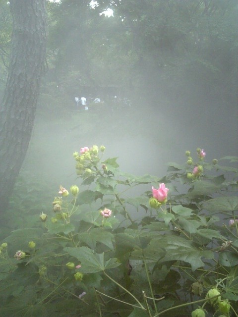 f:id:rvt-aa:20081005195236j:image:w120