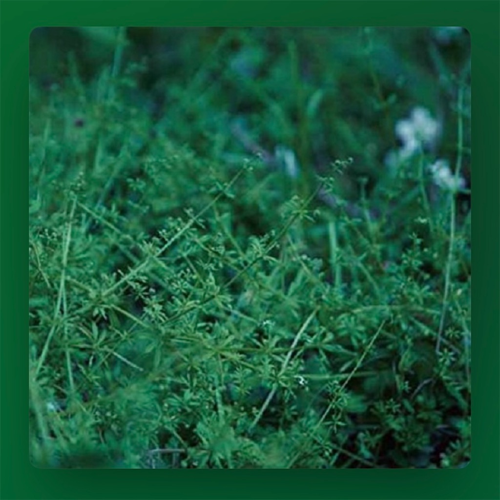 since chouchou merged syrups. サインらしきもの有 - メルカリ