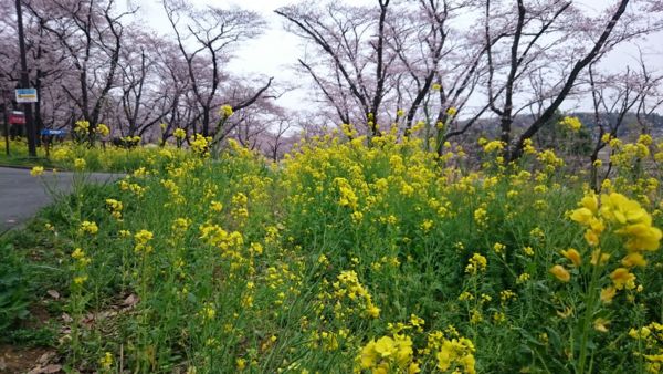 f:id:rxjun:20160402123154j:plain