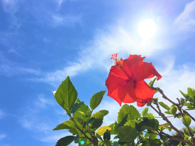 沖縄で体験ダイビング