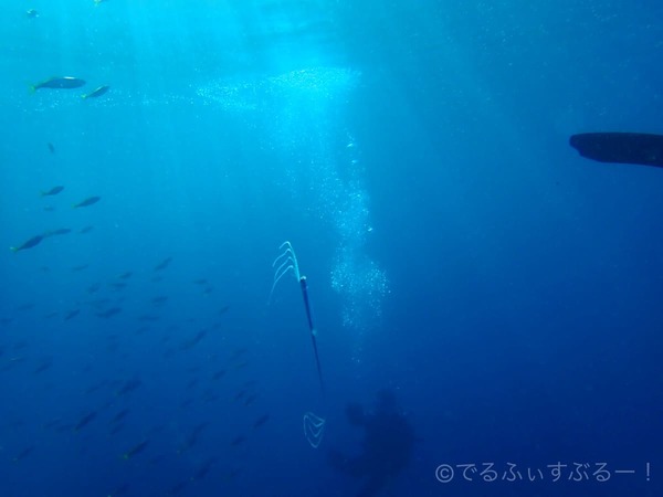 小さなリュウグウノツカイ