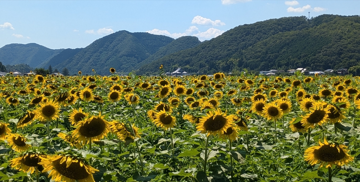 向日葵さま専用 向日葵さん専用』 向日葵さん専用 ひまわりさん専用 ひまわりさん専用