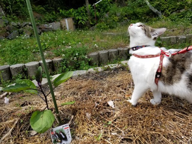 f:id:ryai:20180601213746j:plain f:id:ryai:20180601213746j:plain