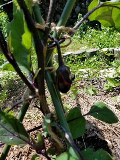 f:id:ryai:20180623201459j:plain f:id:ryai:20180623201459j:plain