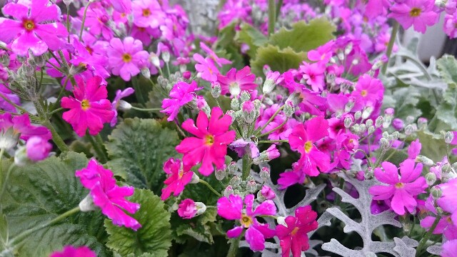f:id:ryamamama:20160225233147j:image f:id:ryamamama:20160225233147j:image