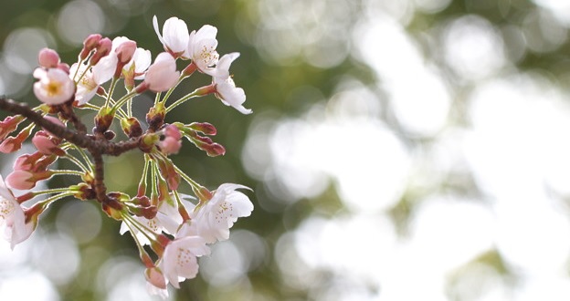 f:id:ryc-method:20190404121743j:plain