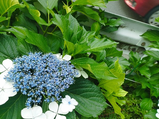f:id:ryo-camera:20240620181420j:image f:id:ryo-camera:20240620181420j:image