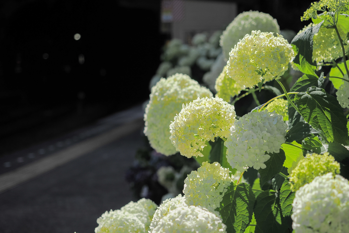 太陽の光を浴びて輝く、鮮やかな黄緑色の西洋紫陽花