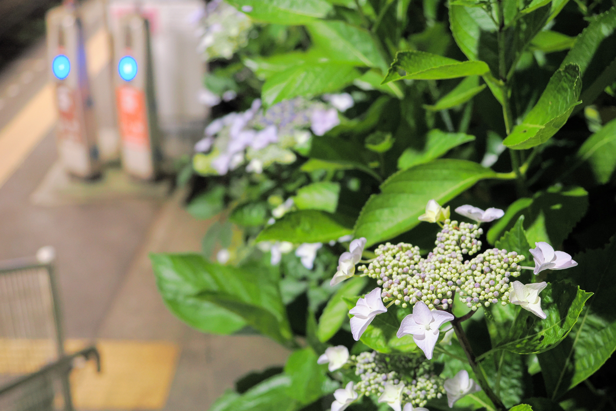 薄紫の紫陽花のつぼみと、駅のホームの風景