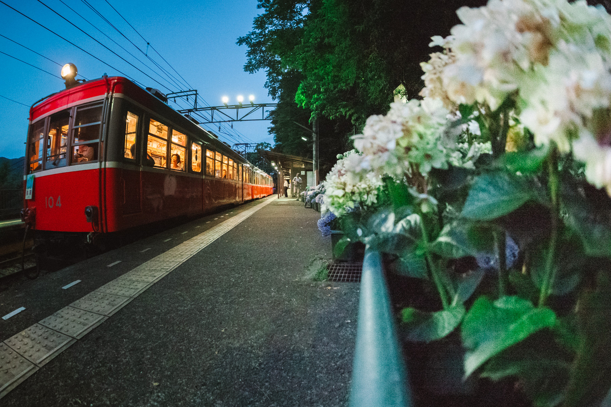 夜の箱根登山鉄道と紫陽花