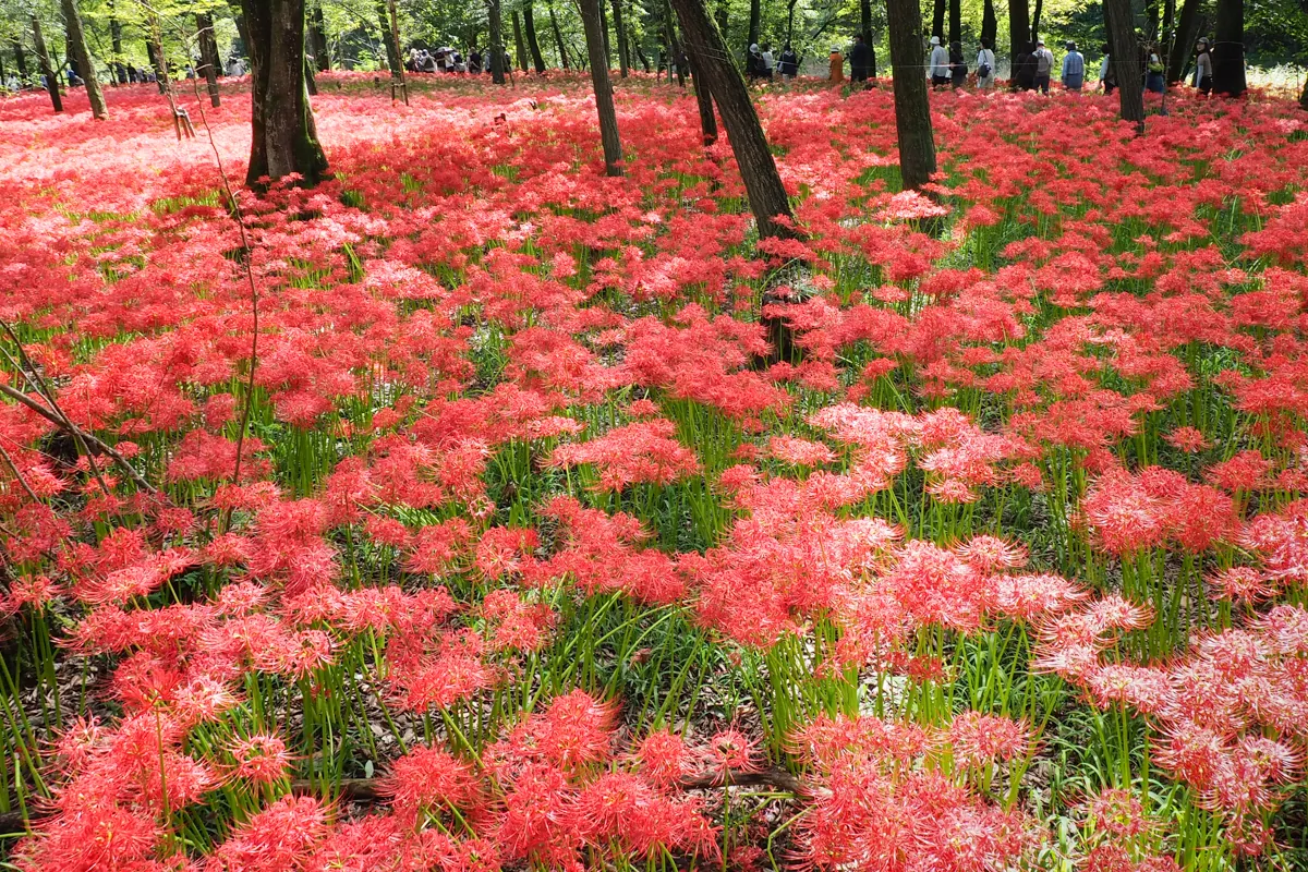 森の中の彼岸花絨毯