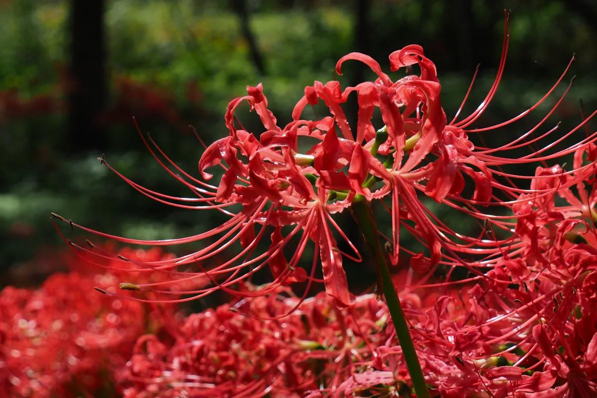 2025年の巾着田の彼岸花情報！今週末が実質的な見ごろのラストチャンス